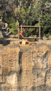 とらちゃん！のアイキャッチ画像