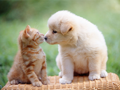 ペット可の寮完備！