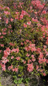 行けなかったお花見にのアイキャッチ画像