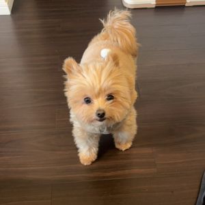 可愛い来客です♡のアイキャッチ画像