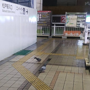 早起き鳩さんのアイキャッチ画像