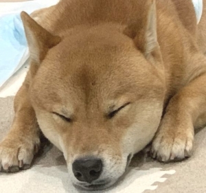 初心者のよくある質問のアイキャッチ画像