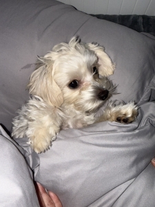 ワンちゃんのアイキャッチ画像