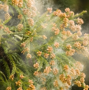 花粉症のアイキャッチ画像