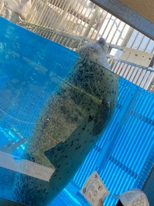 夏ならではの風物詩！今がしっかり稼げるチャンスです🌻のアイキャッチ画像