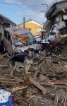 かしこかわいい災害救助犬のアイキャッチ画像