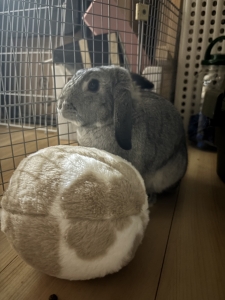 ゲットだぜのアイキャッチ画像