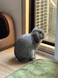 お外出たいなのアイキャッチ画像