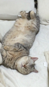 どうするか迷っていますか？？のアイキャッチ画像
