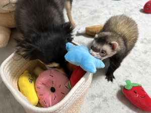 種族を超えて仲良しな動物たち💛🫧🐝🌼のアイキャッチ画像