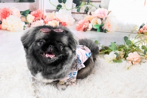 当店の看板犬！チャコちゃんのアイキャッチ画像