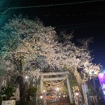 春も終盤、最後の夜桜♪のアイキャッチ画像