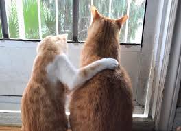 ･:*+.優しさとは何か.:+のアイキャッチ画像