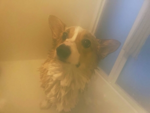 今週もよろしくおねぎゃのアイキャッチ画像