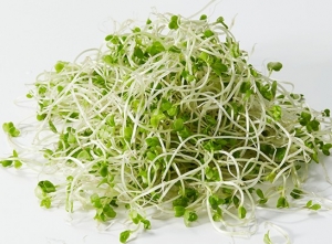 🥦のアイキャッチ画像