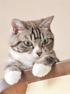 人より賢いかものアイキャッチ画像