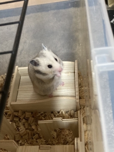 新店舗のアイキャッチ画像