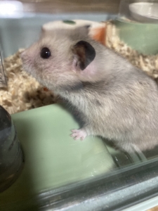 こんばんは！のアイキャッチ画像