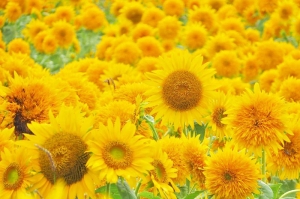 毎日オンライン面接も実施しております。是非一度お話しだけでも！知っていただきたい真実があります☆のアイキャッチ画像