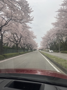 【さくら満開と、節目のご報告🌸】のアイキャッチ画像