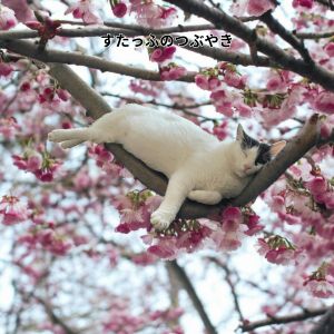 お祭りシーズン到来！稼ぎ時は今です！のアイキャッチ画像