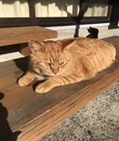 shampooの面接官