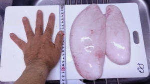 特大白子！U^ｪ^Uのアイキャッチ画像