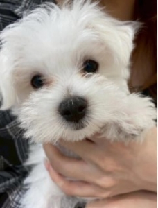 キャストの皆さんは日記用の写真をいつ撮っているのでしょうか？のアイキャッチ画像