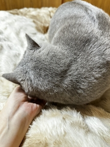 ペット可の寮もご用意しております♪のアイキャッチ画像