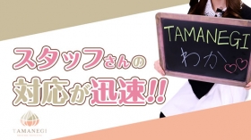 TAMANEGI Groupタマネギに在籍する女の子のお仕事紹介動画