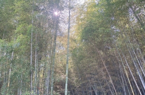旅行のアイキャッチ画像
