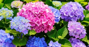 最近のお気に入りです。のアイキャッチ画像