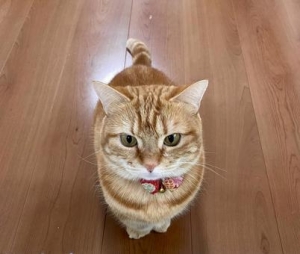 最近のアイキャッチ画像