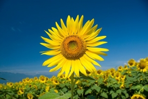 素朴な質問・疑問、聞いてみました。その1のアイキャッチ画像