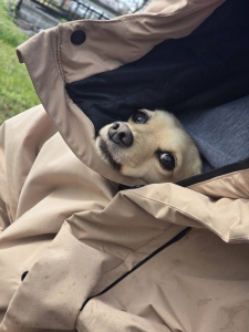 ピョコッて顔出すのが可愛い🤣のアイキャッチ画像