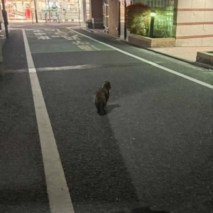 都会に現れた謎のいきもののアイキャッチ画像