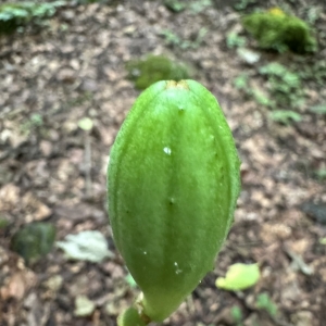 百合の蕾&hellip;？万歳！のアイキャッチ画像