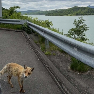 エキノコックス万歳！のアイキャッチ画像