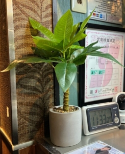 お店にグリーン置いてみました(^^)/のアイキャッチ画像