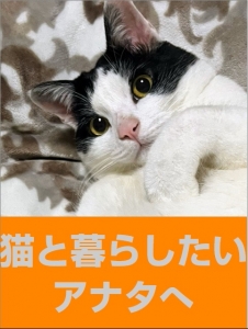 「猫のおはなし」2026年夏！リニューアルOPEN！バックが上がります！のアイキャッチ画像