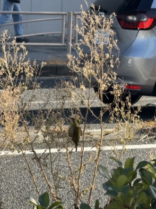 うぐいすかなのアイキャッチ画像