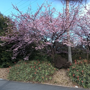 見頃だってのアイキャッチ画像