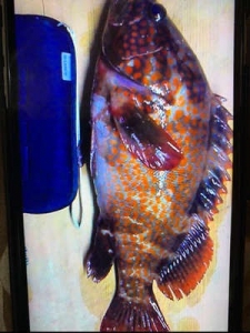 アコウ？アカハタ？？福岡での呼び名がわかりません笑笑のアイキャッチ画像